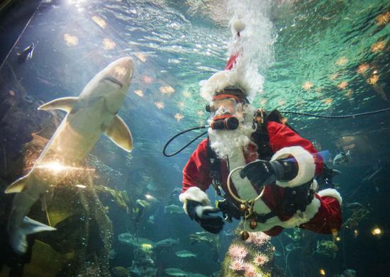 Hút khách bằng ông già Noel trong bể cá